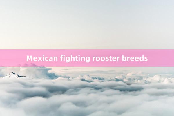 Mexican fighting rooster breeds