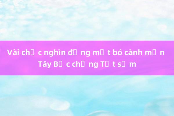 Vài chục nghìn đồng một bó cành mận Tây Bắc chưng Tết sớm